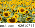 Sunflower field in full bloom 92610745