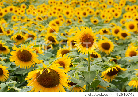Sunflower field in full bloom 92610745