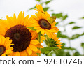 Butterfly that came to suck nectar in the sunflower field 92610746