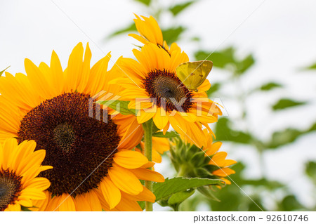 Butterfly that came to suck nectar in the sunflower field 92610746