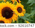 Butterfly that came to suck nectar in the sunflower field 92610747