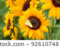 Butterfly that came to suck nectar in the sunflower field 92610748