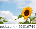 Bees coming to the sunflower field to suck nectar 92610749