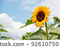 Bees coming to the sunflower field to suck nectar 92610750