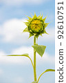 Sunflowers that are about to bloom 92610751