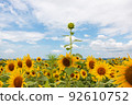 A sunflower that was late in bloom in the sunflower field in full bloom 92610752