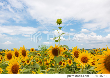 A sunflower that was late in bloom in the sunflower field in full bloom A sunflower that was late in bloom in the sunflower field in full bloom 92610752