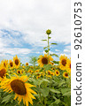 A sunflower that was late in bloom in the sunflower field in full bloom 92610753
