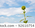 Sunflowers that are about to bloom 92610754