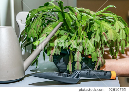Plant on the table. cares for the plant using a plastic watering can and a scoop. 92610765