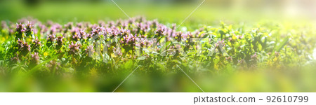 Panorama of labial purple or red nettle. Beautiful spring flowers in the park. 92610799