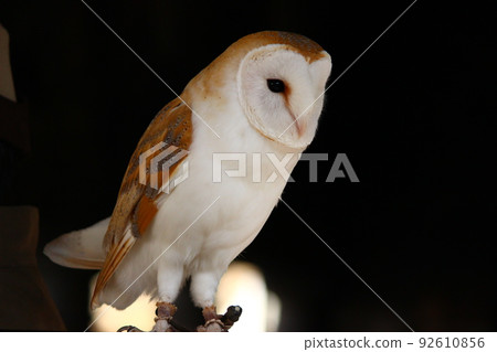 Barn owl with brown back and white belly 92610856