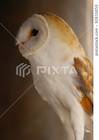 穀倉貓頭鷹側身站立 穀倉貓頭鷹側身站立 92610858