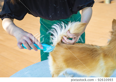 Trimmer woman trimming a dog's tail 92610993