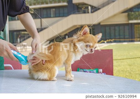 Trimmer woman trimming a dog's tail 92610994