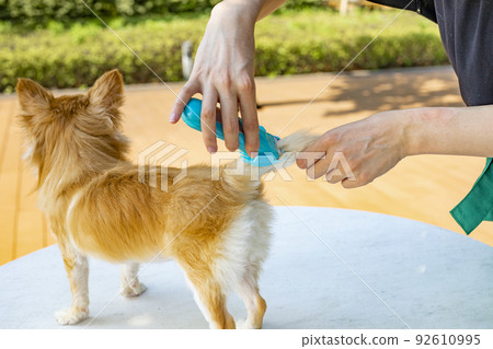 修剪狗尾巴的修女 修剪狗尾巴的修女 92610995