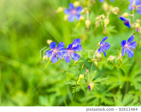 Floral summer background of flowers geranium pratense, meadow cranesbill, in the morning sunlight 92611464