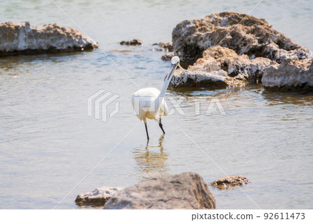 The small white heron or Little egret stands in the lake 92611473