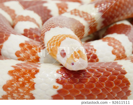 Queretaro King Snake looking around with red eyes Queretaro King Snake looking around with red eyes 92611511