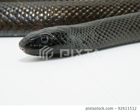 Black shiny scale snake Black shiny scale snake 92611512