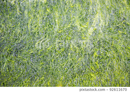 Green Algae close up view Green Algae close up view 92611670