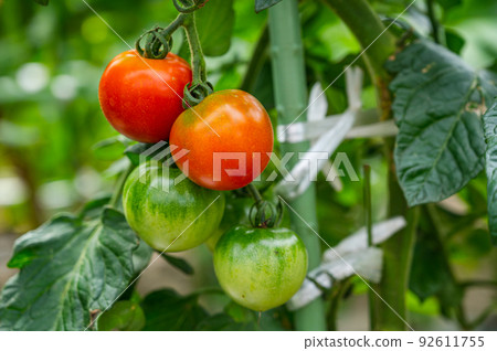 Mini tomato at home garden Mini tomato at home garden 92611755