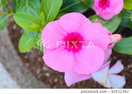 Impatiens with bright pink color 92612362