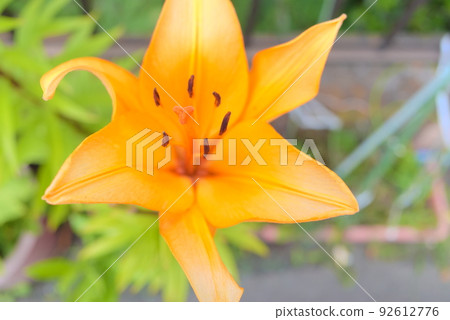 Orange lily taken up Orange lily taken up 92612776
