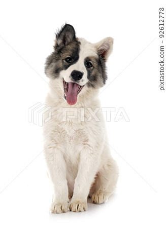 young Yakutian Laika young Yakutian Laika 92612778