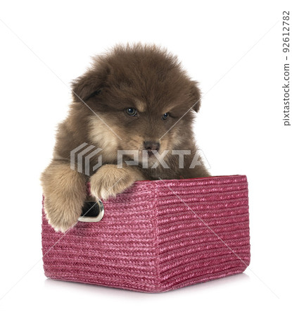 puppy Finnish Lapphund in studio puppy Finnish Lapphund in studio 92612782