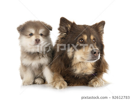 puppy and adult Finnish Lapphund in studio puppy and adult Finnish Lapphund in studio 92612783