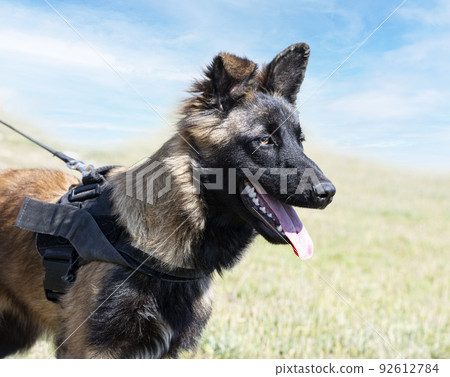 training of belgian shepherd 92612784