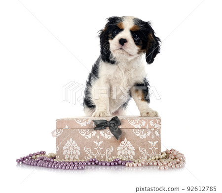 puppy cavalier king charles puppy cavalier king charles 92612785