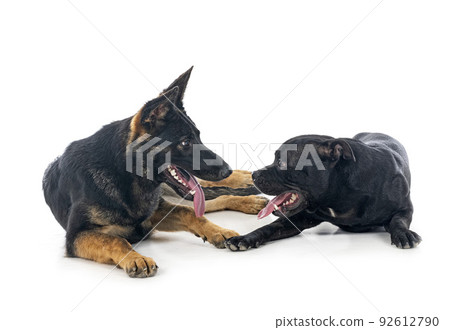 staffordshire bull terrier and german shepherd 92612790