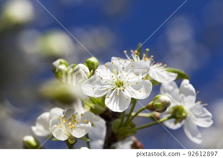 cherry fruit trees blooming in spring cherry fruit trees blooming in spring 92612897
