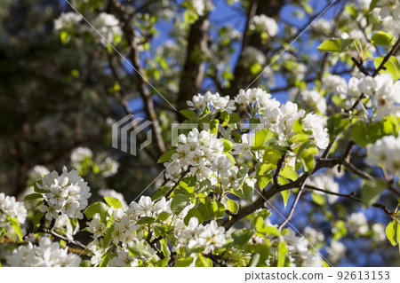 cherry fruit trees blooming in spring 92613153