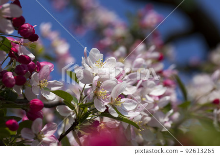 cherry fruit trees blooming in spring cherry fruit trees blooming in spring 92613265