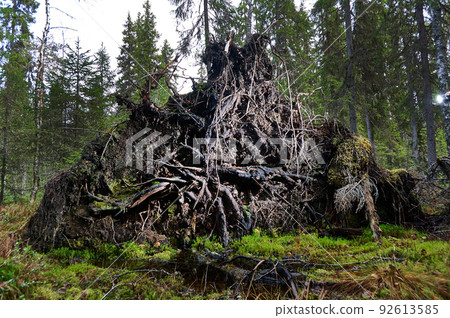 Upprooted spruce tree in the forest. Upprooted spruce tree in the forest. 92613585