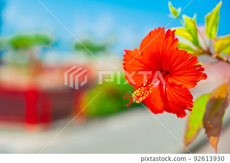 Hibiscus Okinawa Sightseeing Trip Blue Sky American Village 92613930