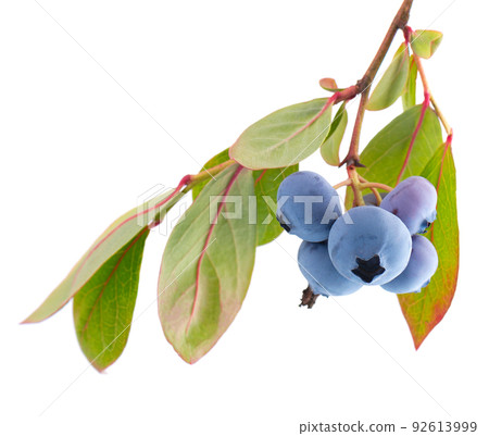 Blueberry branch isolated on white background. Bilberry or whortleberry with green leaves. Clipping path. Blueberry branch isolated on white background. Bilberry or whortleberry with green leaves. Clipping path. 92613999