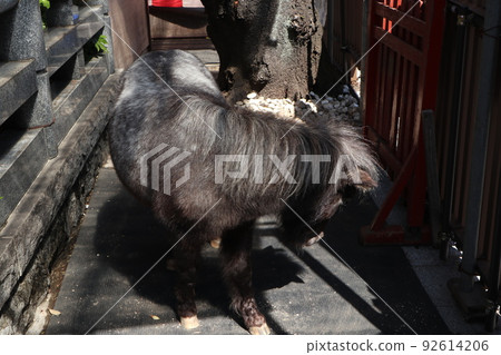 Kanda Myojin Shinme Kanda Myojin Shinme 92614206
