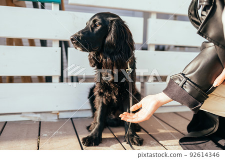 Dog does not want to give his paw Dog does not want to give his paw 92614346