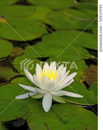 Water lily flowers and lots of leaves 92614591