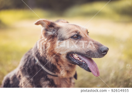 Portrait of old mixed breed dog outdoors 92614935