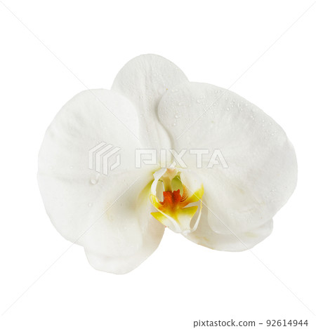 Beautiful white orchid flower isolated on white background 92614944