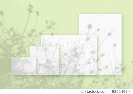 Natural light casts shadows from wildflowers of several Horizontal and vertical sheets of white textured paper against a green wall background. Mock up with an overlay of plant shadows 92614984