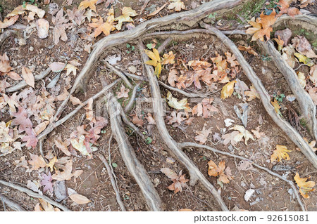 The roots of a large tree that spreads deeply around The roots of a large tree that spreads deeply around 92615081