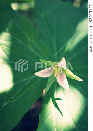 白色延齡草在陽光下透過樹木綻放 92615168