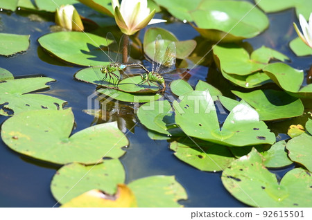 Anax parthenope 在睡蓮的葉子上散步 Anax parthenope 在睡蓮的葉子上散步 92615501