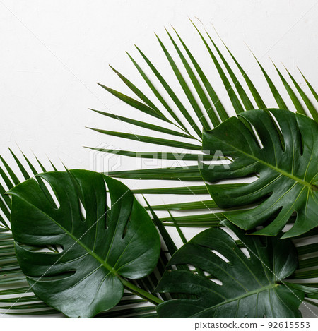 tropical leaves leaves white background summer summer tropic leaf background トロピカル 92615553